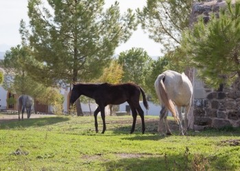 Castillo de Consolación (Castillo de la Espinosa)