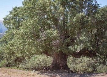 Monumento Natural Quejigo del Amo