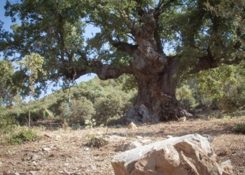 Monumento Natural Quejigo del Amo