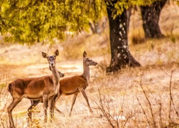 Sierra de Andújar Natural Park 
