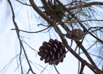 Área Recreativa Fuente Palacios