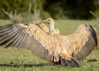 A griffon vulture rescued in Cazorla. Natural Areas of Jaén Province